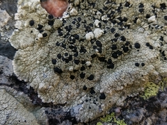 Calvitimela armeniaca