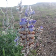 Lupinus