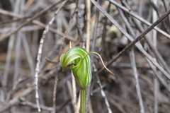 Pterostylis trullifolia