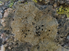 Calvitimela armeniaca