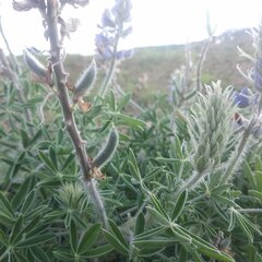 Lupinus