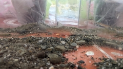 Spinibarbus hollandi