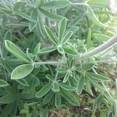 Lupinus