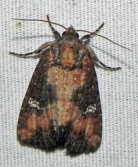 Mesapamea fractilinea