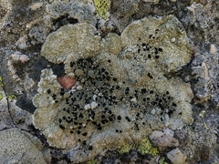 Calvitimela armeniaca