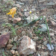 Calochortus barbatus