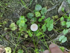 Psathyrella sulcatotuberculosa