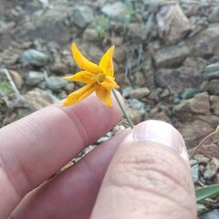 Calochortus barbatus