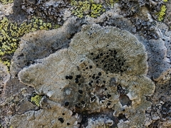 Calvitimela armeniaca