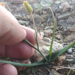 Calochortus barbatus