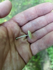 Psathyrella sulcatotuberculosa