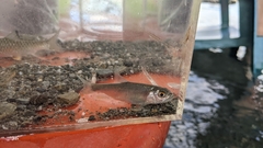 Opsariichthys pachycephalus