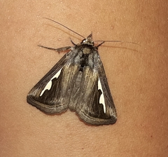 Didugua argentilinea