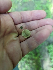 Psathyrella sulcatotuberculosa
