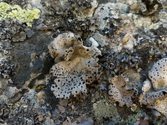 Umbilicaria crustulosa
