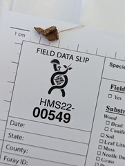 Psathyrella sulcatotuberculosa