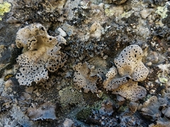 Umbilicaria crustulosa