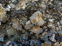 Umbilicaria crustulosa