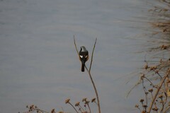 Phoenicurus auroreus