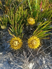 Leucospermum