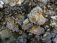 Umbilicaria crustulosa