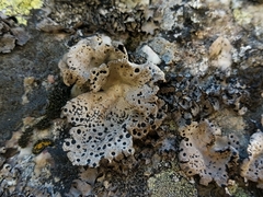 Umbilicaria crustulosa