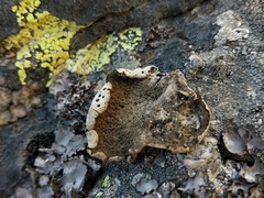 Umbilicaria crustulosa