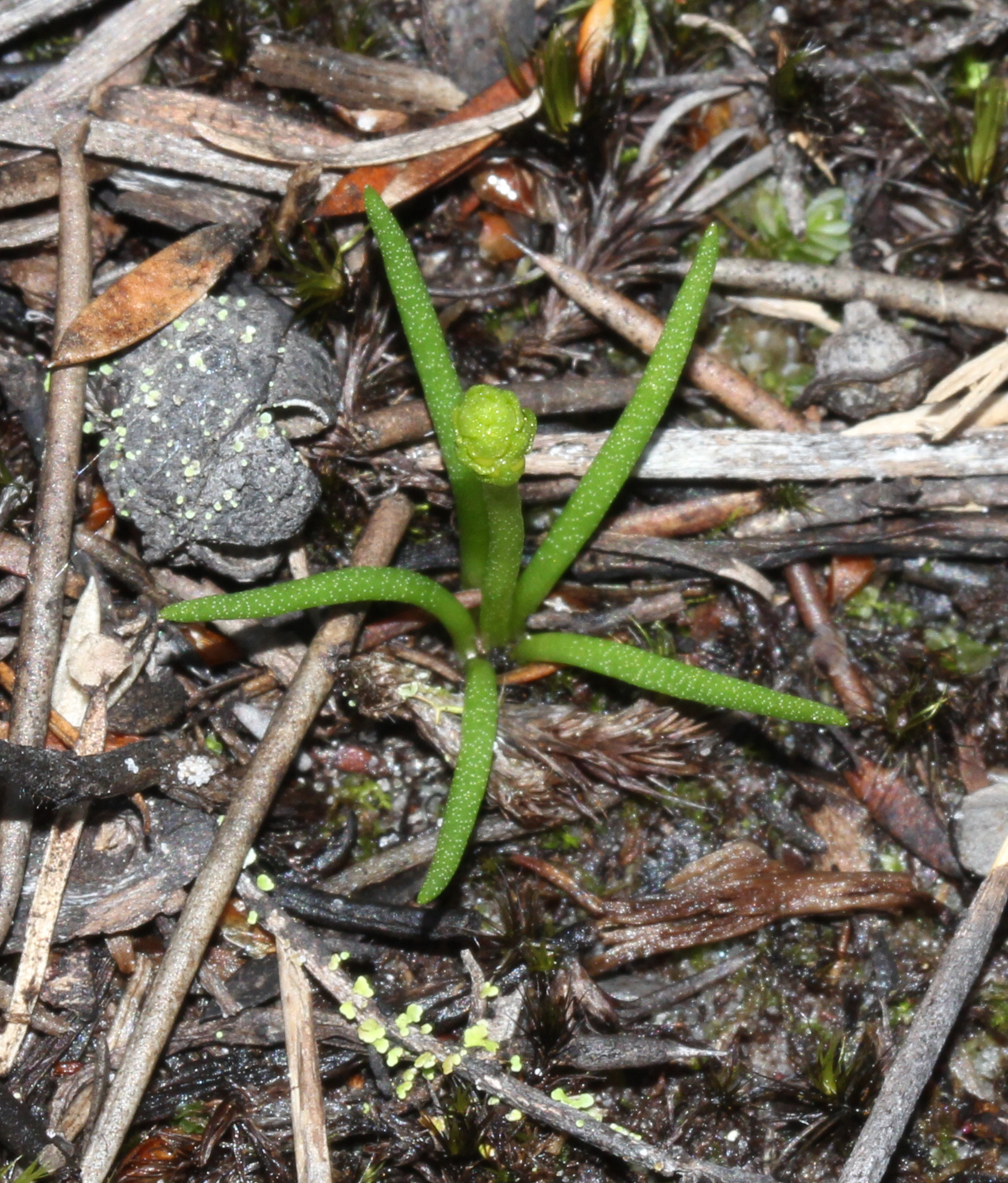 Phylloglossum drummondii