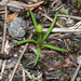 Phylloglossum drummondii - Photo (c) Bill Campbell, algunos derechos reservados (CC BY-NC)