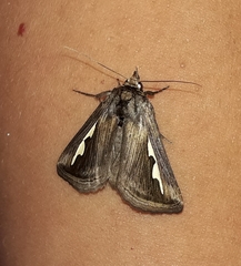 Didugua argentilinea