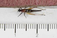 Homoeoxipha lycoides