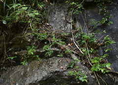 Glossocarya hemiderma