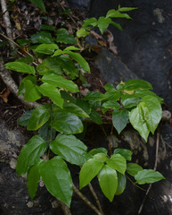 Glossocarya hemiderma