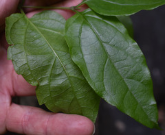 Glossocarya hemiderma