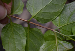 Glossocarya hemiderma