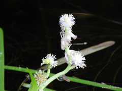 Sparganium fluctuans