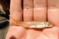 Notropis longirostris