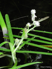 Sparganium fluctuans