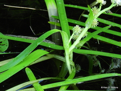 Sparganium fluctuans