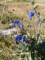 Delphinium dubium