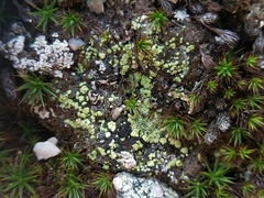 Arthrorhaphis alpina