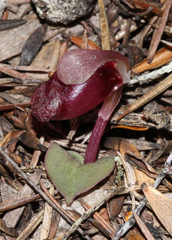 Corybas rotundifolius