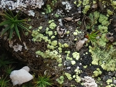 Arthrorhaphis alpina