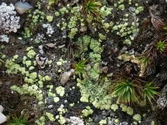 Arthrorhaphis alpina