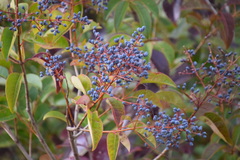 Ligustrum lucidum
