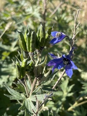 Delphinium dubium