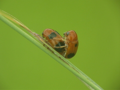 Ceratobasis koenigii