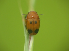 Ceratobasis koenigii