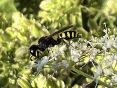 Ectemnius lapidarius