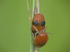 Ceratobasis koenigii